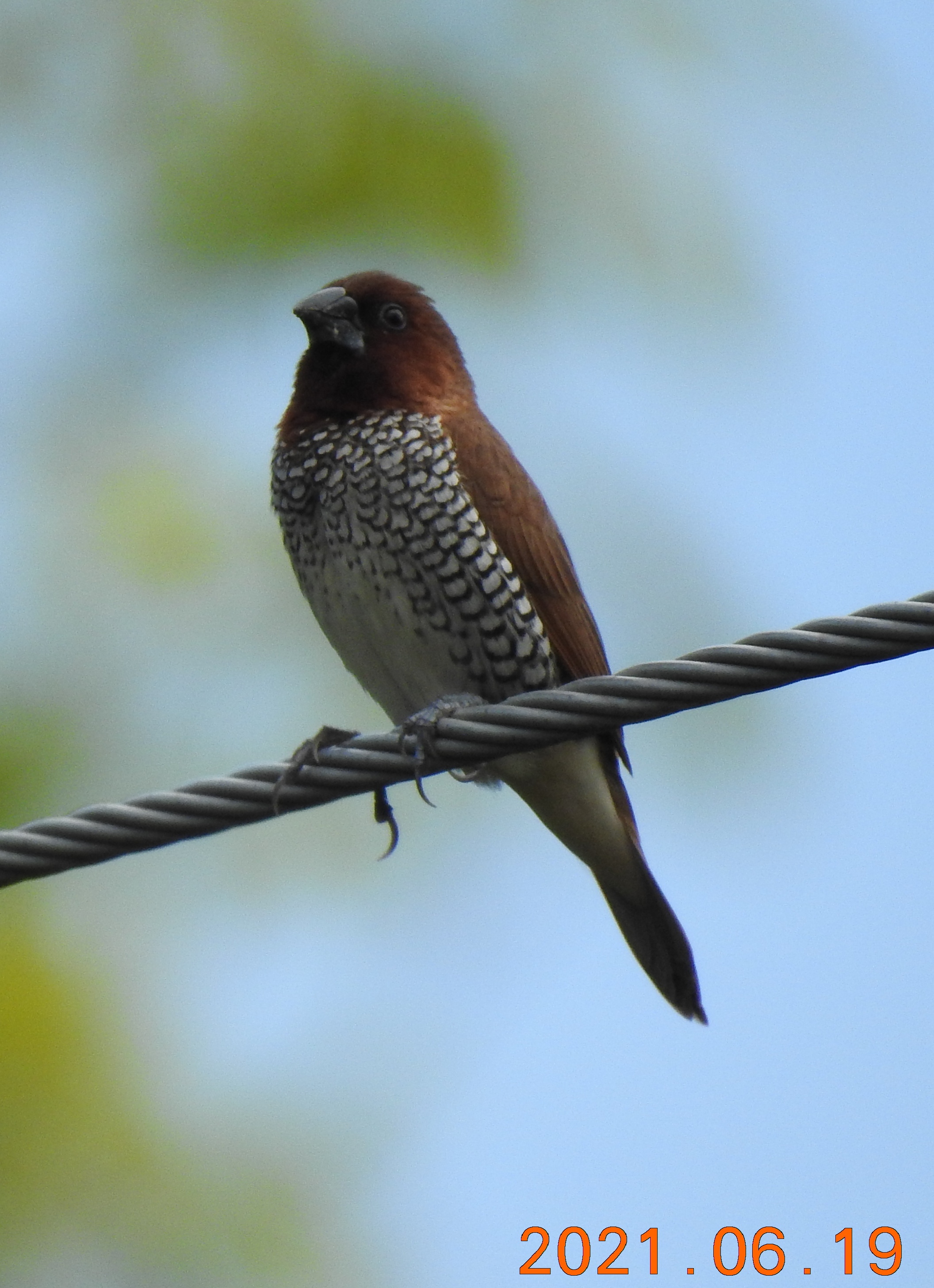 Scaly Breasted Munia (6) Coming Soon